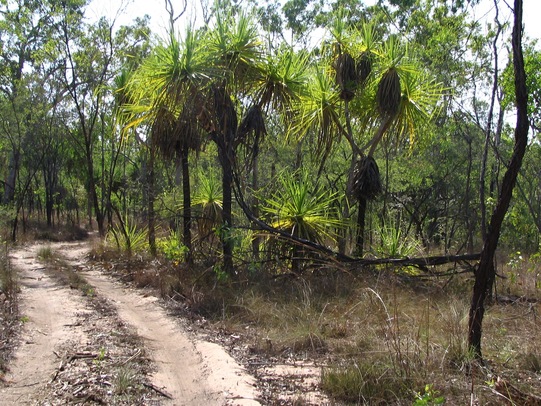 pandanus-bininj-kunwok-names-for-plants-and-animals